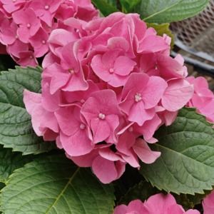 Meet your Posher, Jacqueline